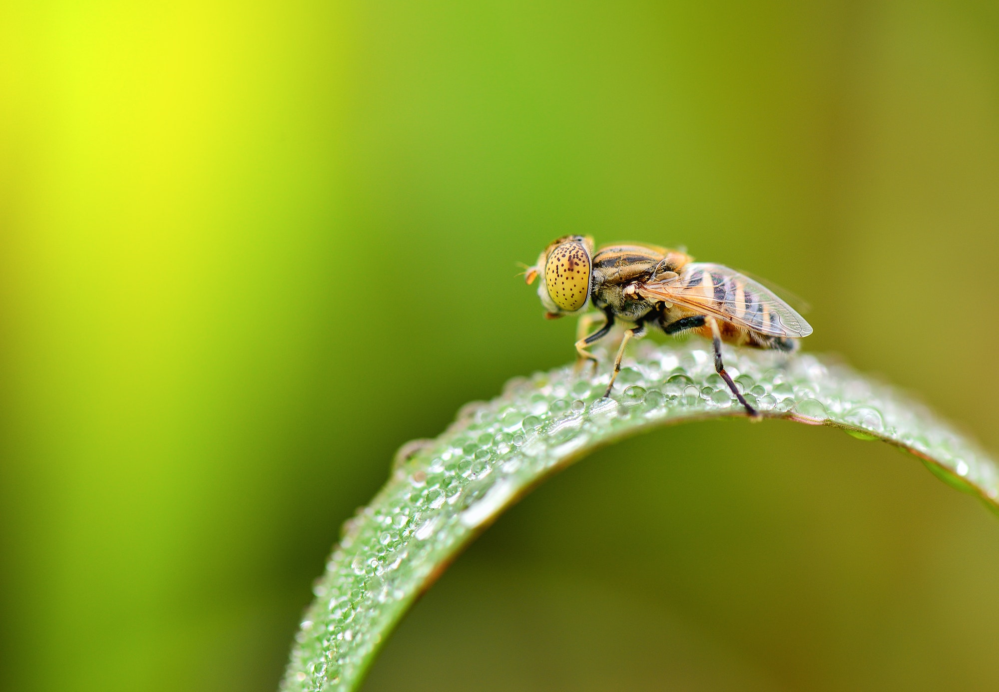 9 Proven Tips On How To Get Rid Of House Flies For A Pest Free Home