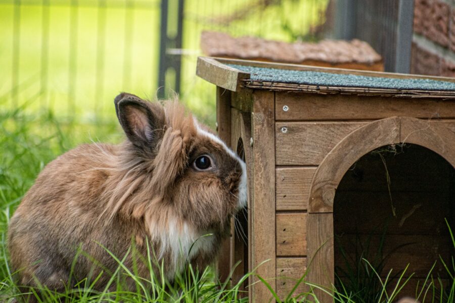 Lionhead Rabbit In The Yard Smelling Its Small Woo 2023 11 27 05 31 23 Utc