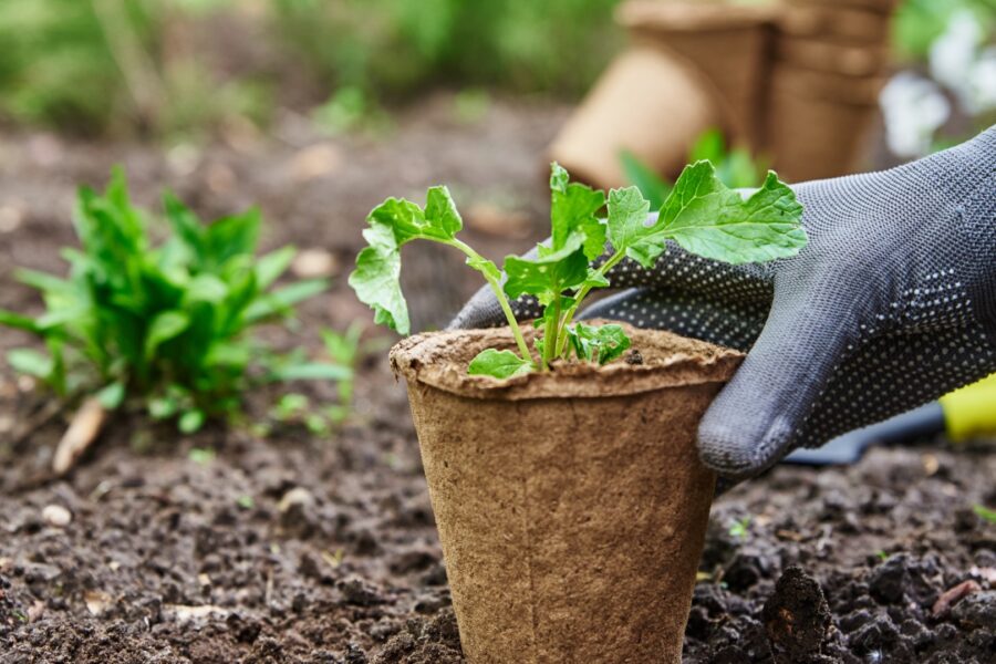 Gardener Hands Picking And Planting Vegetable Plan 2023 11 27 05 12 42 Utc