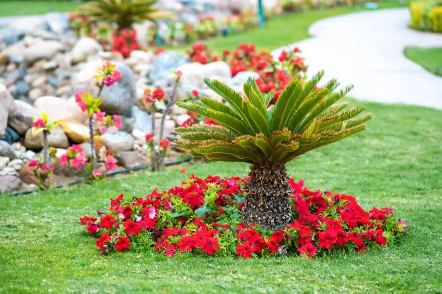 Small Green Palm Tree Surrounded With Bright Bloom 2023 11 27 05 11 23 Utc