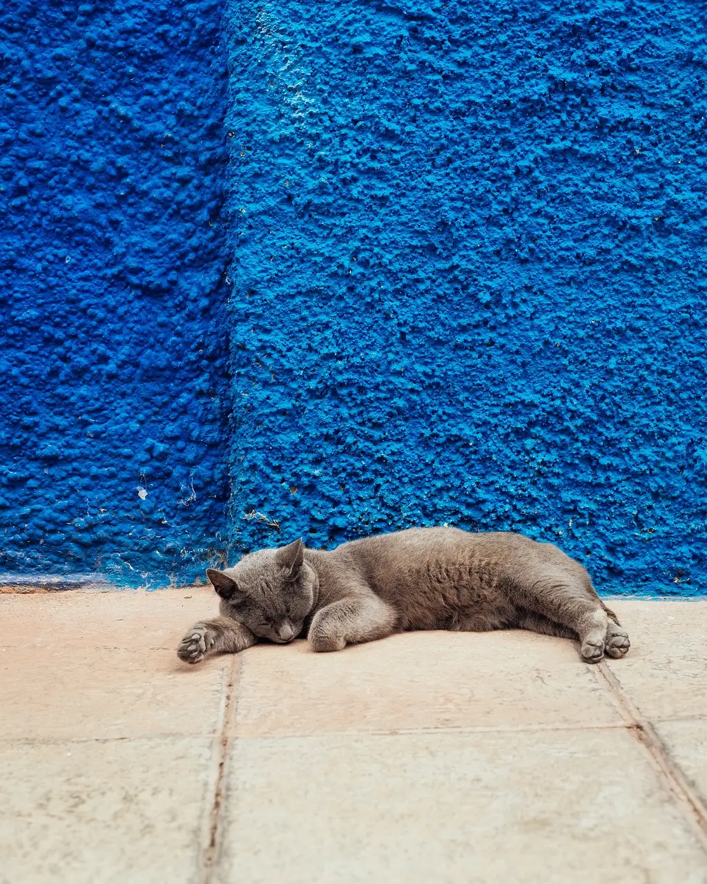 cat, sleep, wall