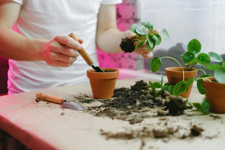 Unrecognizable Person Replanting Pot Plants