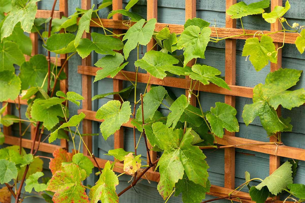 Wooden Trellis