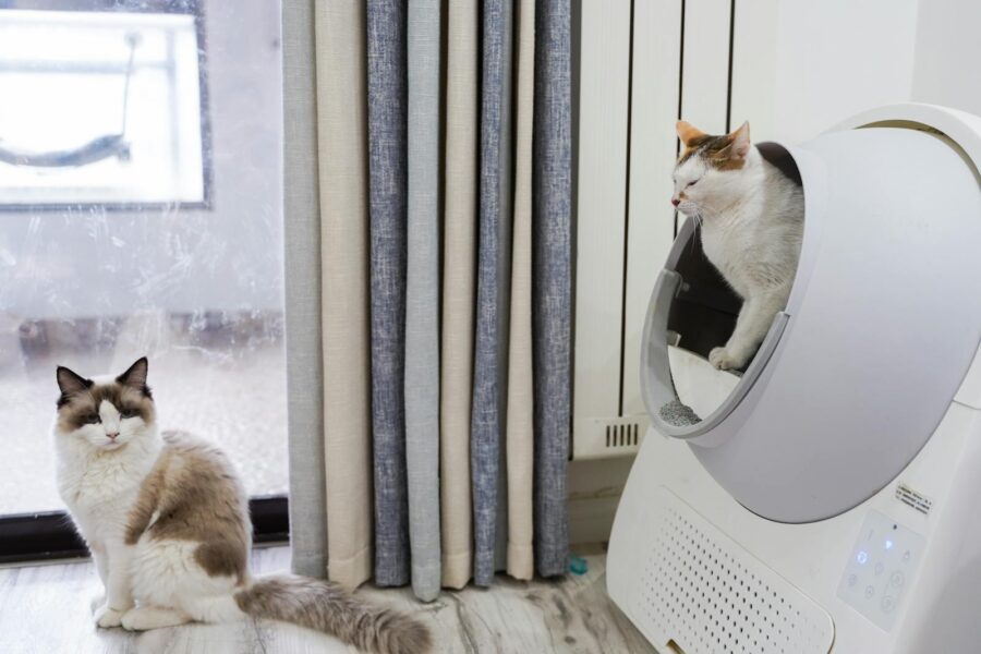 Two cats relaxing in a modern living room with an automated litter box near the window.