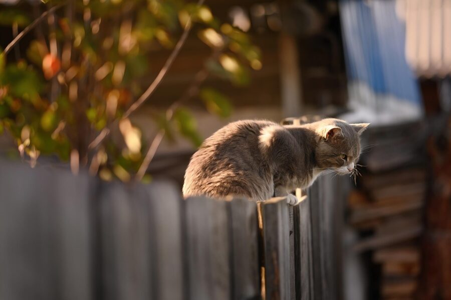 Transform Your Deck and Fence in Just One Weekend: The Ultimate Maintenance Hacks You Can't Afford to Miss!